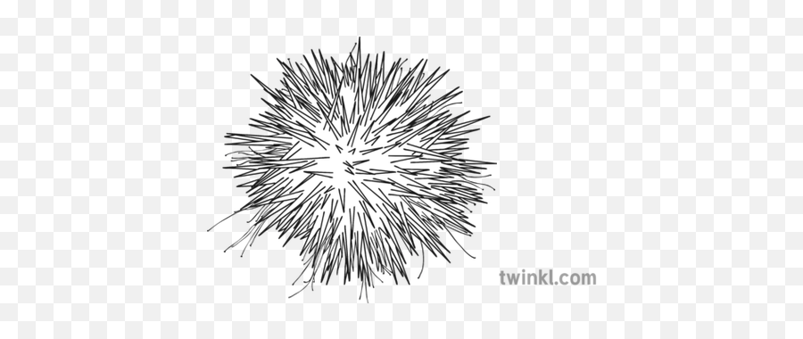 Black Sea Urchin And White - Sea Urchin Black And White Png,Sea Urchin Png