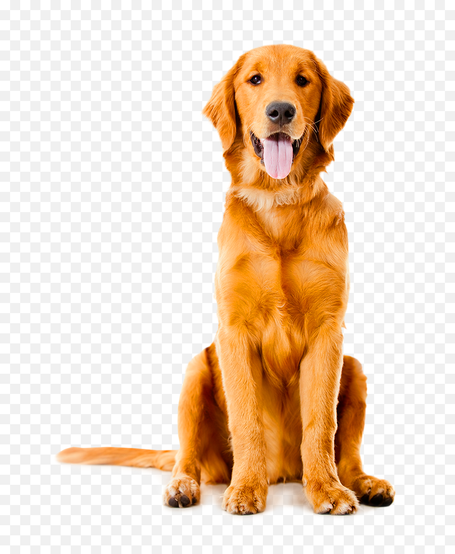 Golden Labrador Shepherd German Sitting - Transparent Background Golden Retriever Png,Dog Sitting Png
