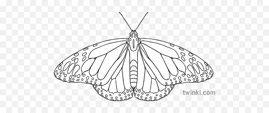 Monarch Butterfly Black And White 2 Illustration - Twinkl Butterflies Png,Monarch Butterfly Icon