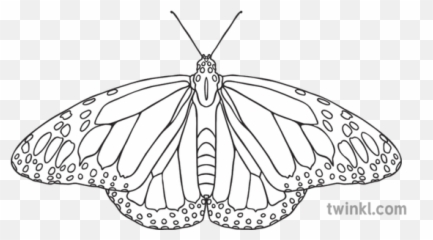 Monarch Butterfly Black And White 2 Illustration - Twinkl Butterflies png