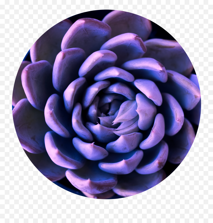 Contact Dorian Bonner Png Succulent Icon Transparent