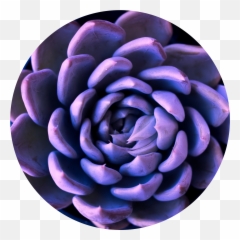 Contact Dorian Bonner Png Succulent Icon Transparent