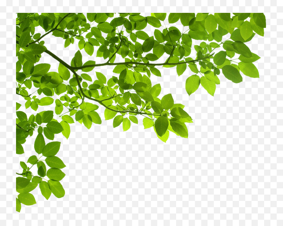 Real Tree Branch Png Images Collection