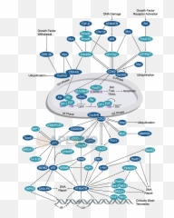 Apexbio - Cell CycleCheckpoint Signaling Pathways png