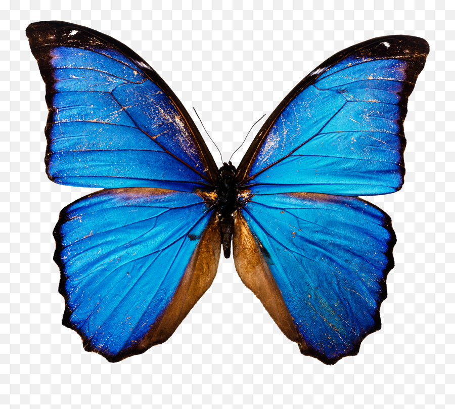 Butterfly Png Image Free Picture Download - Transparent Background Png Blue Butterfly,Butterfly Transparent
