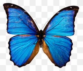 Butterfly Png Image Free Picture Download - Transparent Background Png Blue