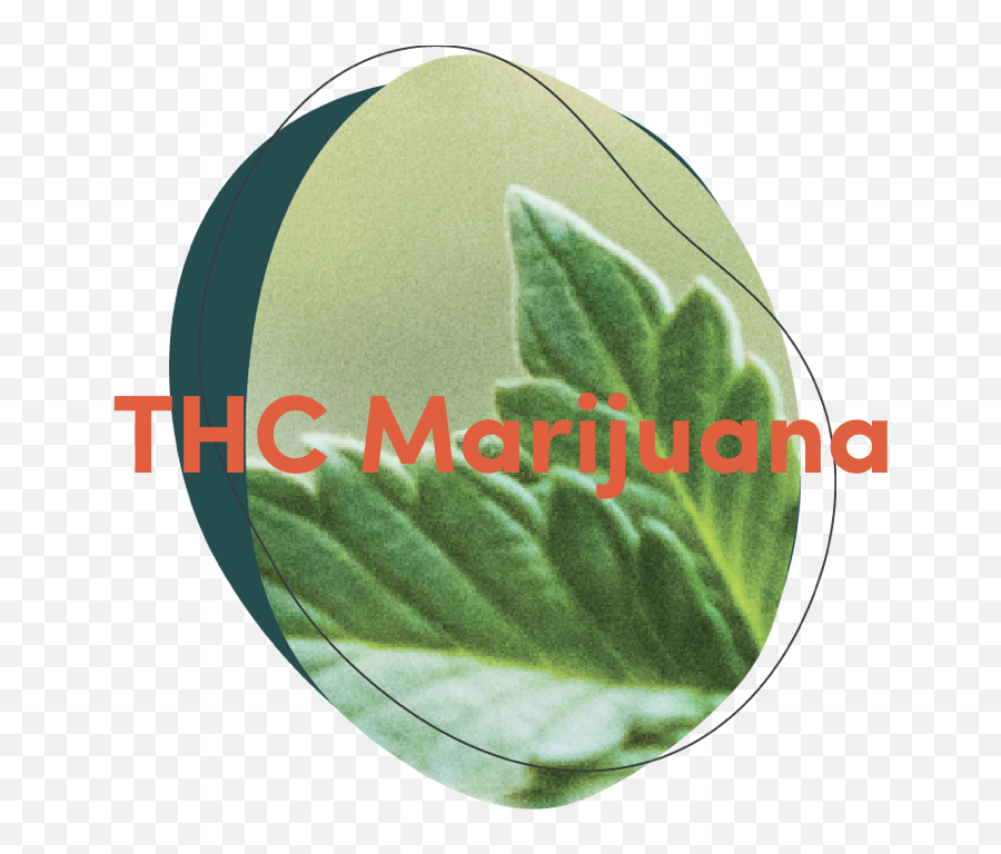 Seedery - Artificial Turf Png,Marijuana Plant Png