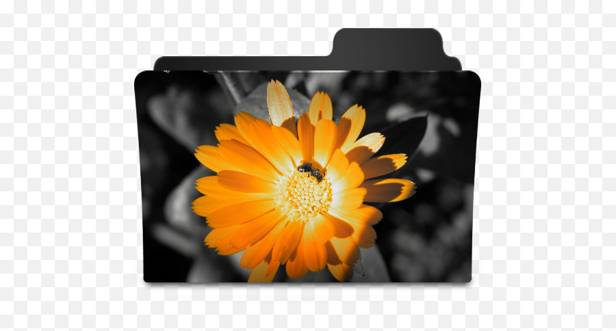 Flower Orange Icon - Flower Folder Icon Png,Orange Is The New Black Folder Icon