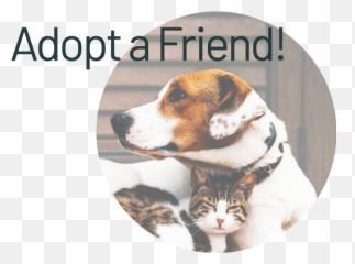 Adopt U0026 Foster U2013 Highland Animal Hospital - Love Cats And Dogs png
