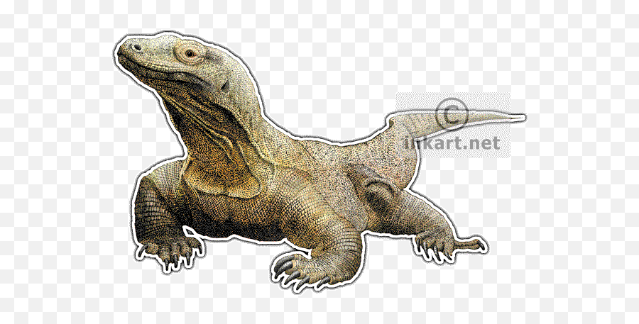 Komodo Dragon Varanus Komodoensis Line Art And Full Color - Komodo Dragon Art Png,Komodo Dragon Png