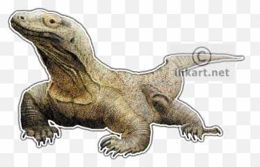 Komodo Dragon Varanus Komodoensis Line Art And Full Color - Komodo Dragon Art Png,Komodo Dragon Png