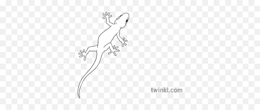 Gecko General Animal Reptile Lizard Secondary Black And - Pick Up Sticks Png,Gecko Png