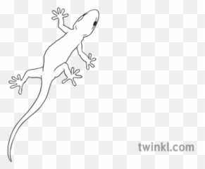 Gecko General Animal Reptile Lizard Secondary Black And - Pick Up Sticks Png,Gecko Png