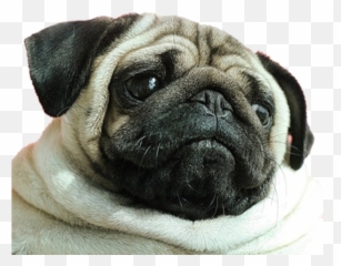 Image About Pink In Geezy Png Emoji Overlays By - Transparent Discord Dog Emoji,Pug Transparent Background