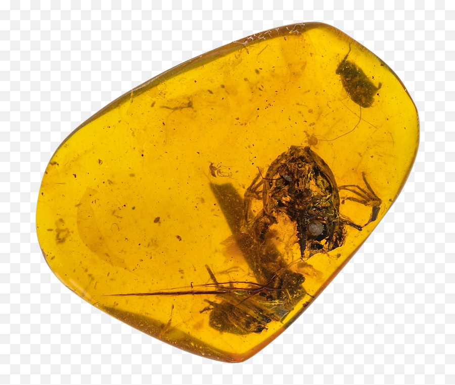 Amber Fossils Collection By Maia Supple - Amber Fossils Png,Amber Icon