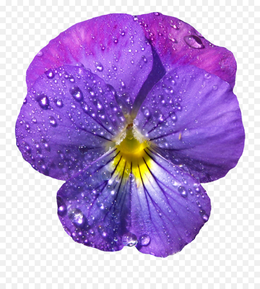 Violet Background Transparent U0026 Png Clipart Free Download - Ywd Purple Watercolor Flowers Paint,Flower Clipart Transparent Background