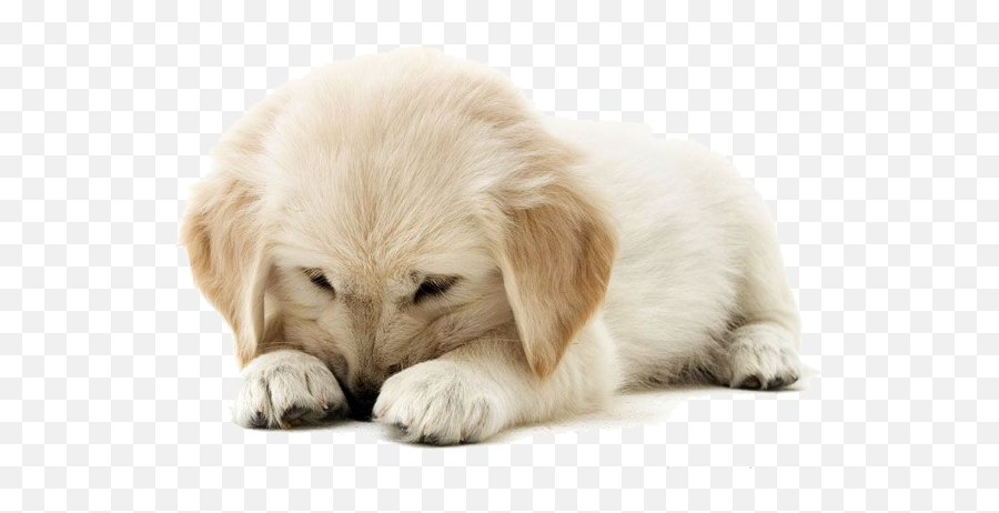 Download Golden Retriever Puppy Clipart - Golden Retriever Puppy Transparent Background Png,Transparent Puppy