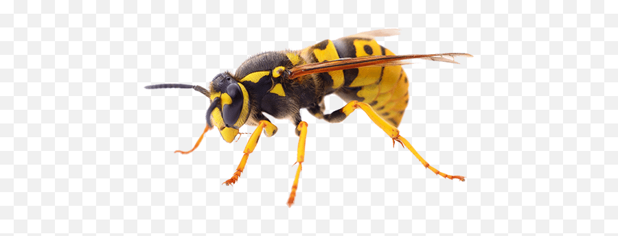 South Yorkshire Pest Control - Home Improvements Directory Bee Png,Wasp Png