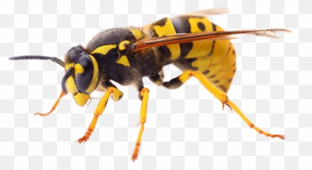 South Yorkshire Pest Control - Home Improvements Directory Bee Png,Wasp Png