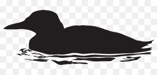Ancient Murrelet Overview All About Birds Cornell Lab Of - Guillemot Silhouette png