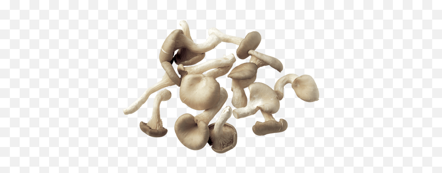 Mushrooms Transparent Png Images - Mushrooms Transparent,Mushroom Png