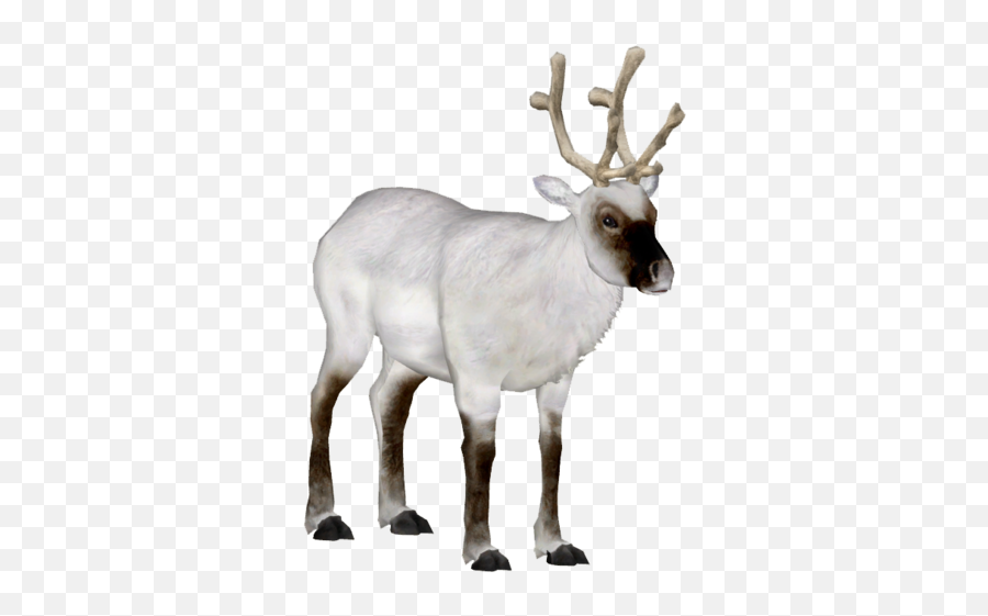 Download Hd Peary Caribou 6 - Wiki Transparent Png Image Peary Caribou Png,Caribou Png