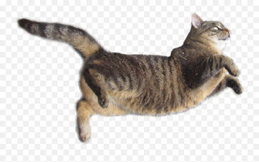 Download Cat Png Hd 2 Transparent Background Images Free - Cat Jumping Transparent Background,Whiskers Png