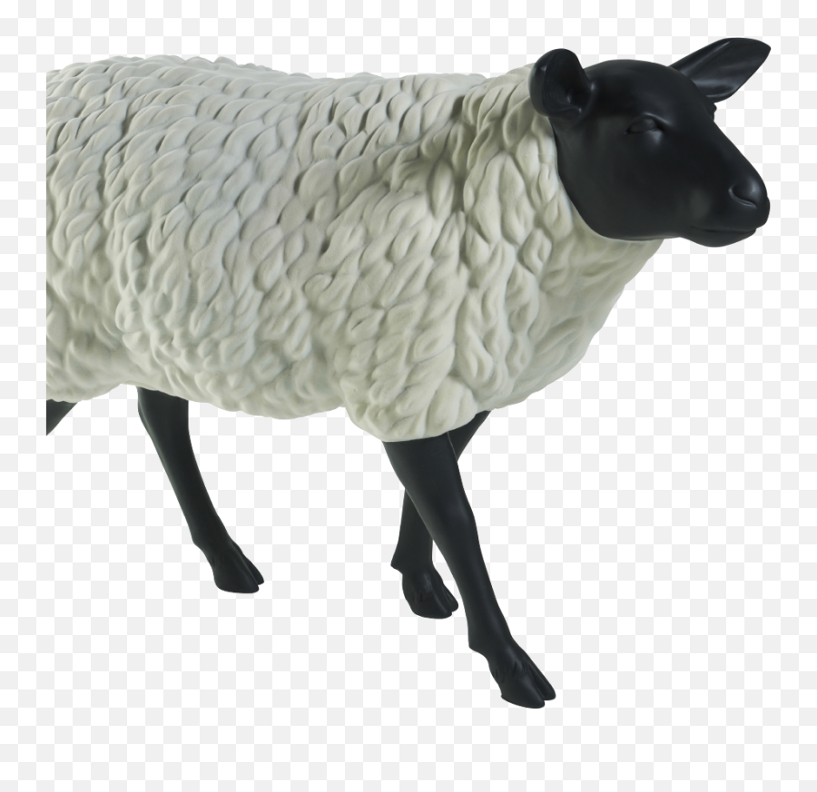 Download The Sheep - Sheep Full Size Png Image Pngkit Sheep,Sheep Png