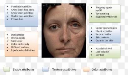 Young And Old Woman Face - Difference Between Wrinkles Fine Lines png
