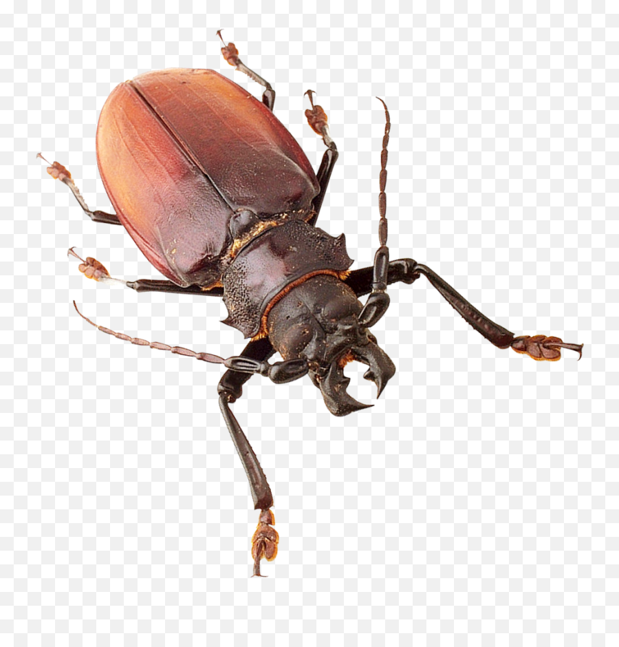 Download Insect Png Image For Free - Insects Png,Insects Png