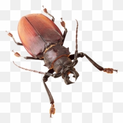 Download Insect Png Image For Free - Insects