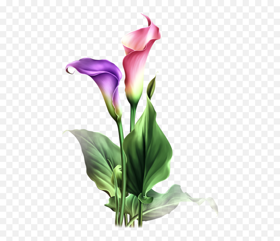 Find This Pin And More - Calla Calla Lily Flower Drawing Png,Lily Png
