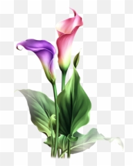 Find This Pin And More - Calla Calla Lily Flower Drawing Png,Lily Png