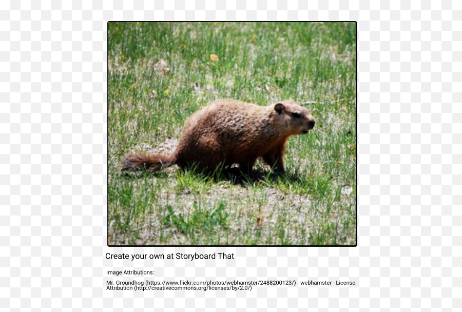 Groundhog Storyboard By Anna - Warfield Punxsutawney Phil Png,Groundhog Png