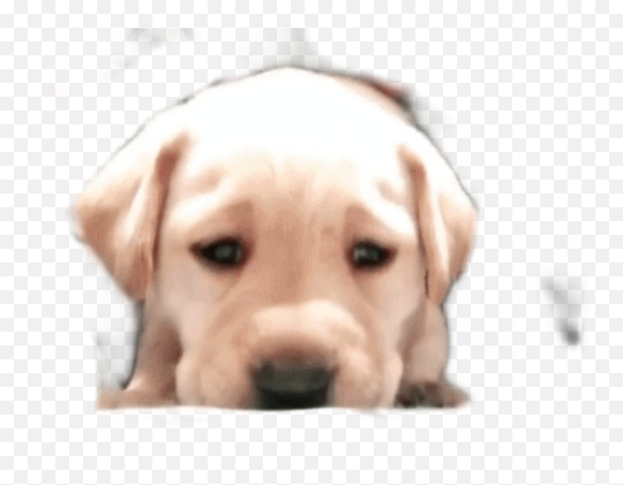 Sad Puppy Png - Puppysticker Puppy Doggo Adorable Sad Labrador Retriever,Doggo Png