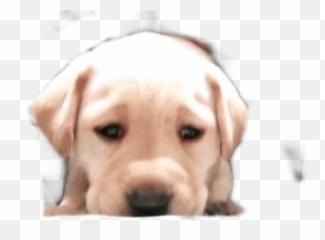 Sad Puppy Png - Puppysticker Puppy Doggo Adorable Sad Labrador Retriever,Doggo Png