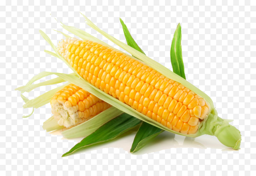 Corn Plant Png Download Free Clip Art - Corn Png,Corn Field Png