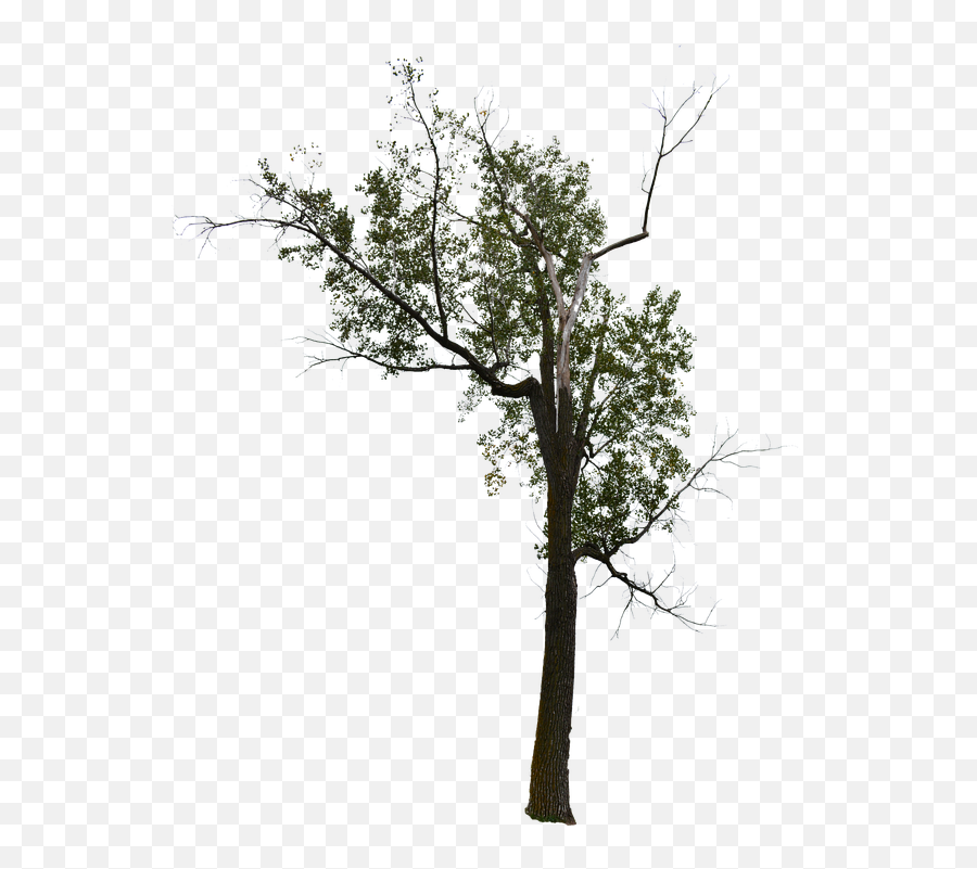 Dead Tree With No Background Png Halloween