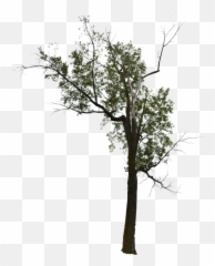 Dead Tree With No Background Png