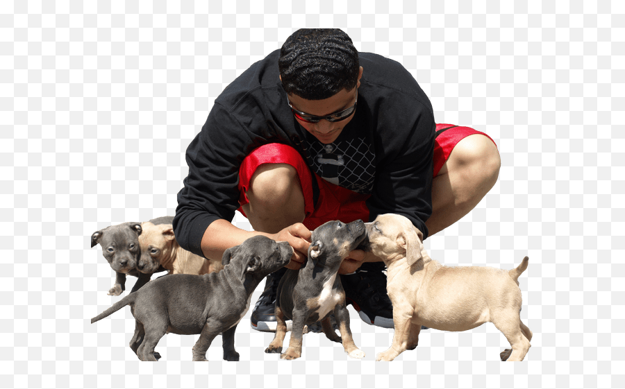 Hd Blue Pitbulls - Blue Nose Pitbull Pup 940242 Png Blue Nose Pitbull Puppies,Pitbull Png
