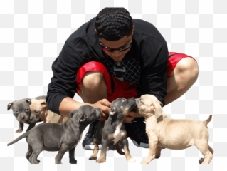 Hd Blue Pitbulls - Blue Nose Pitbull Pup 940242 Png Blue Nose Pitbull Puppies,Pitbull Png