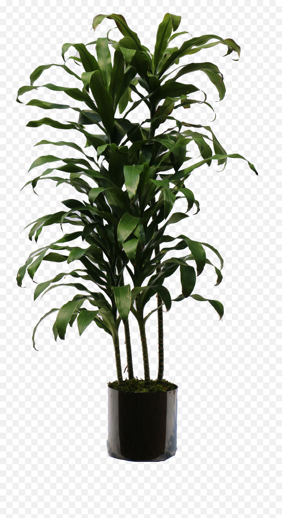 Indoor Plants Png Picture 807652 - Large Indoor Plant Png,Hanging Plants Png