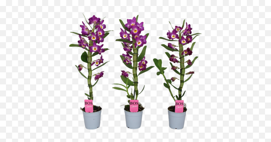 Dendrobium Nobilé Beautiful And Richly Flowering - Florastore Flowerpot Png,Akatsuki Logo