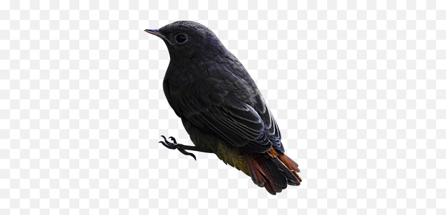 Bird Image With Transparent Background - Bird With No Background Png,Bird Transparent Background