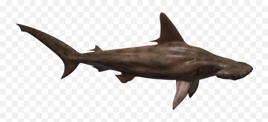 Hammerhead Shark Png - Great Hammerhead Shark Png,Hammerhead Shark Png