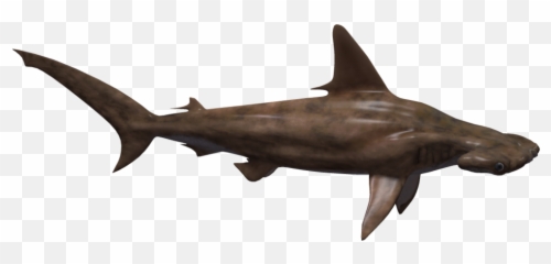 Hammerhead Shark Png - Great Hammerhead Shark Png,Hammerhead Shark Png