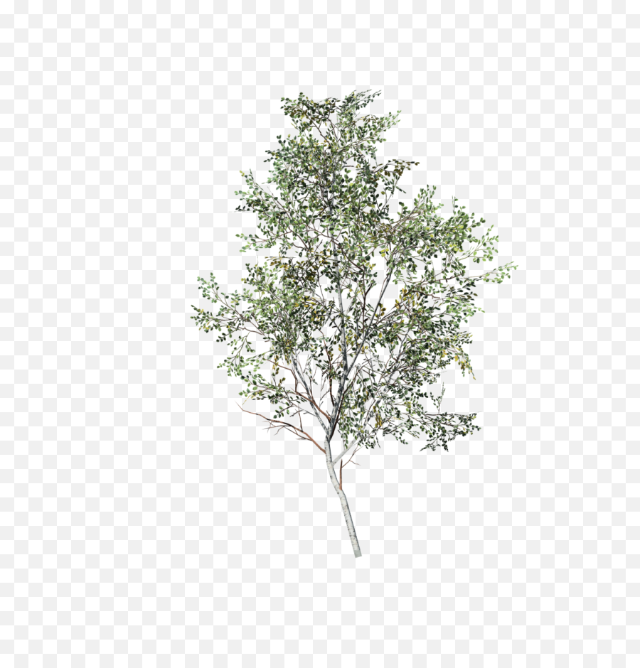 Birch Branch Png - Birch Tree Transparent,Birch Tree Png