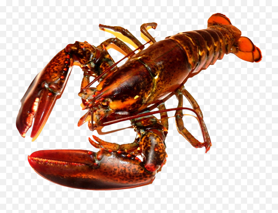 Lobster Png Transparent Image - Crayfish Png,Lobster Png