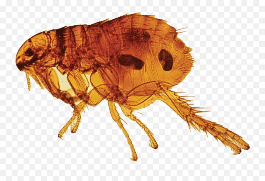 Flea Insect Png - Ctenocephalides,Flea Png