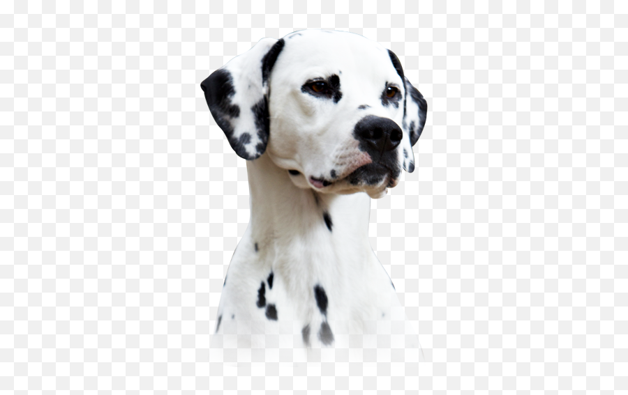 Spotty Memories Fci Dalmatians Kennel - Dot Png,Dalmatian Png